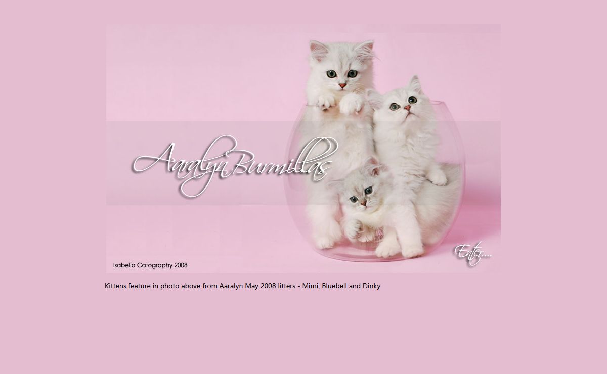 burmillas burmilla longhair burmilla Australian Tiffanie burmilla tiffanie tiffanies cats kittens breeders australia aaralyn cenedra tristone