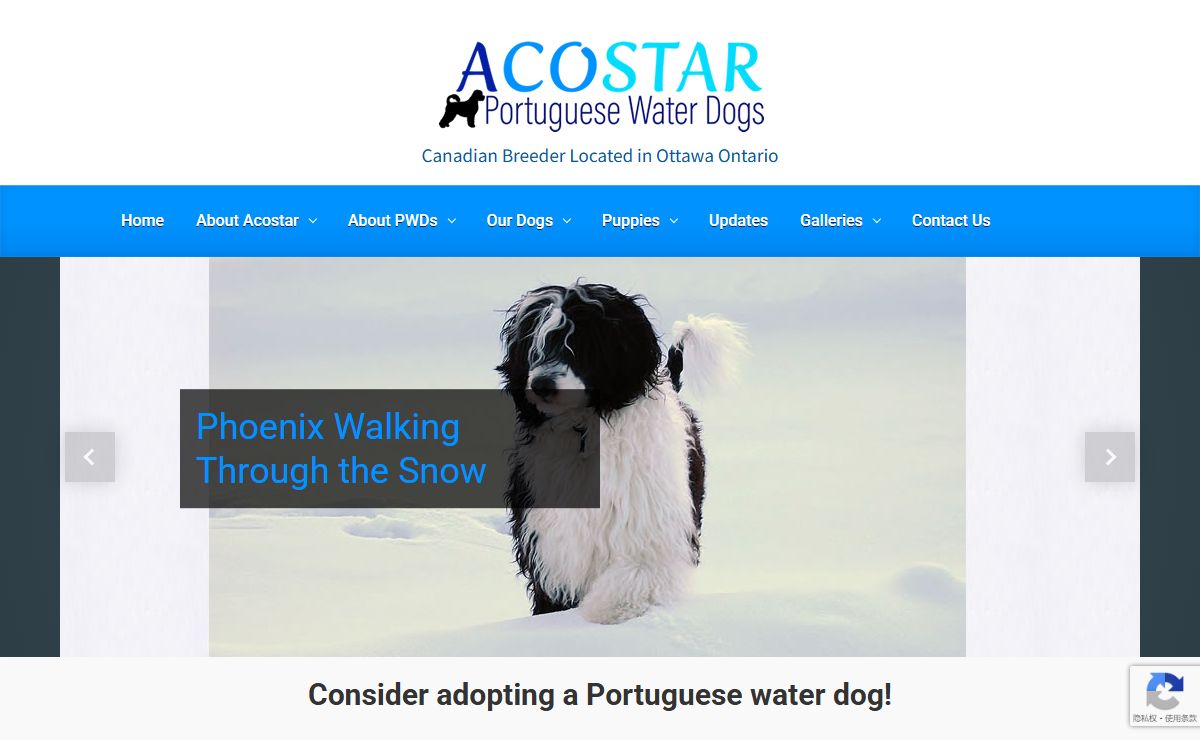 Portuguese Water Dogs Breeder Ontario | Acostar pwd
