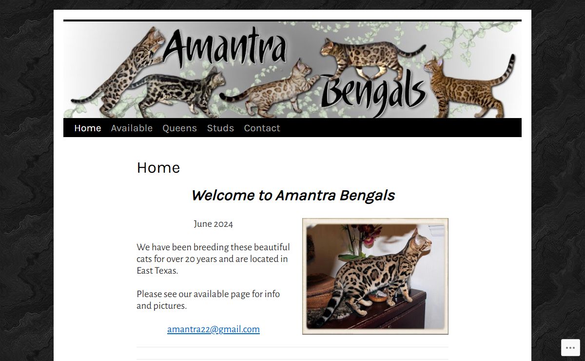 Amantra Bengals | Beautiful Bengals in Texas