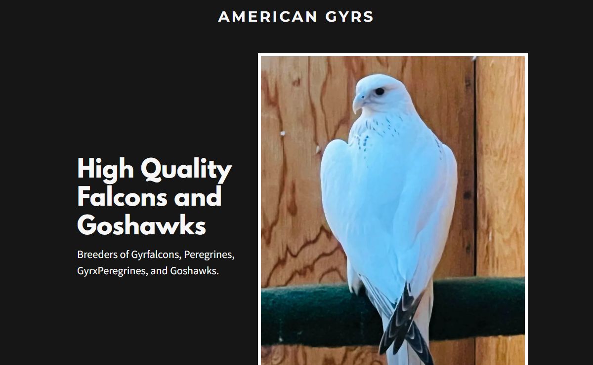 American Gyrs