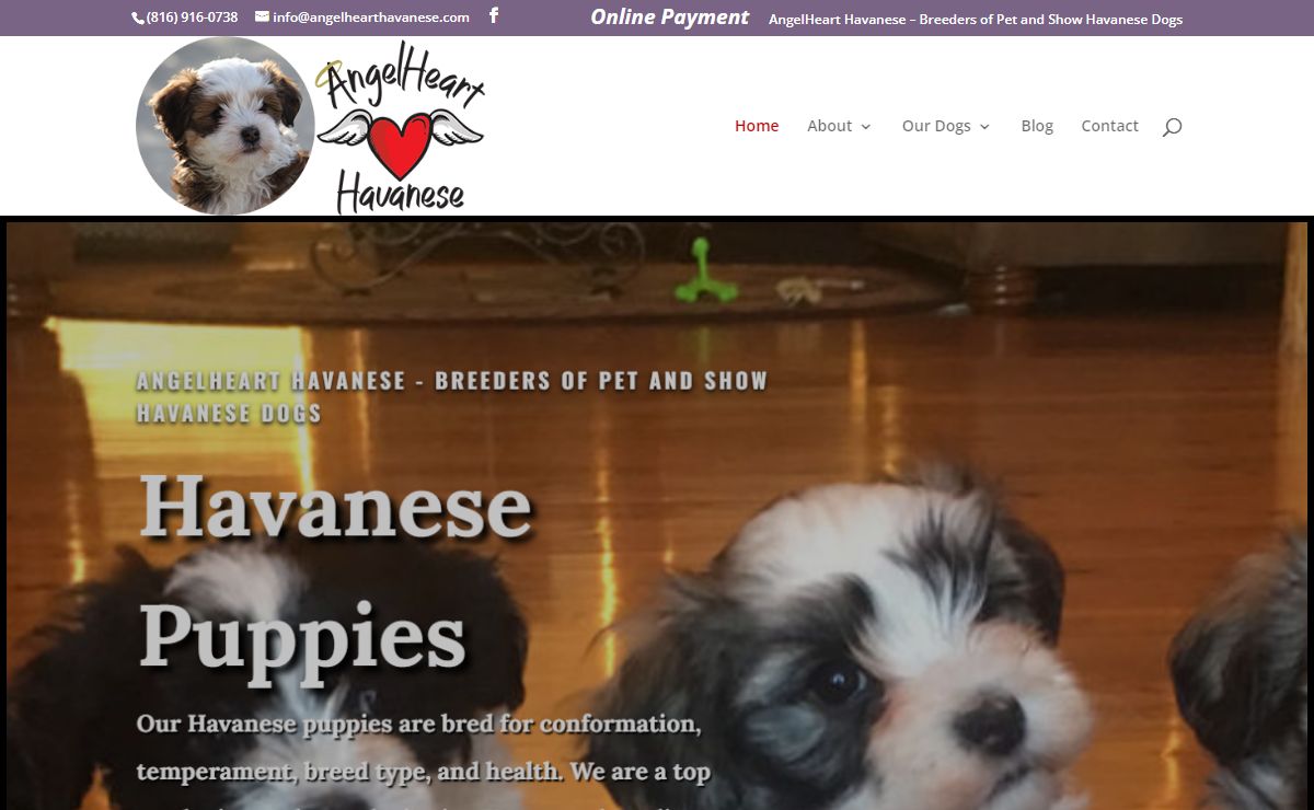 Home - AngelHeart Havanese