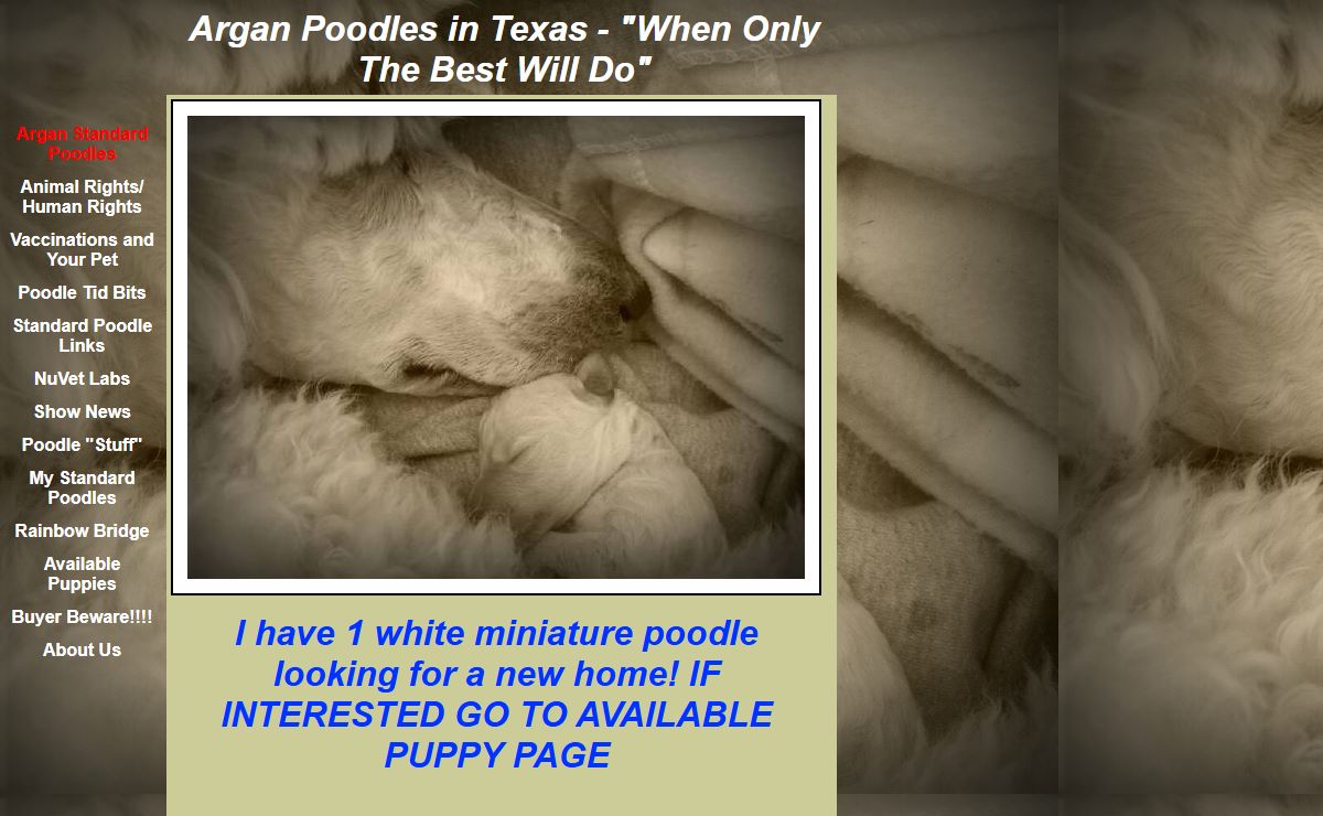 Argan Standard Poodles inTexas Standard Poodle Breeders