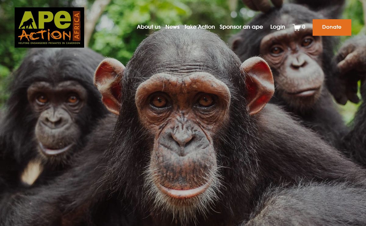 Ape Action Africa