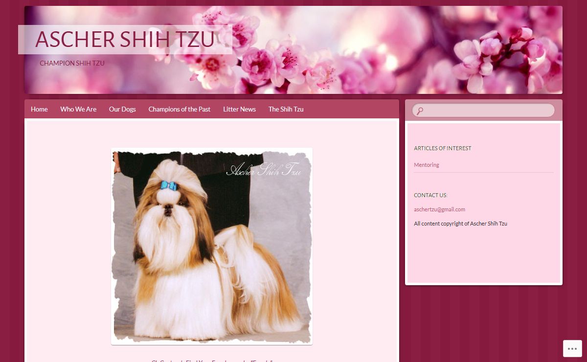 Ascher Shih Tzu | Champion Shih Tzu