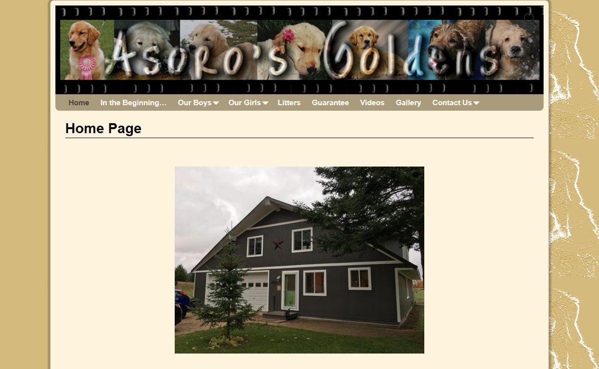 Asoro’s Goldens – Golden Retrievers