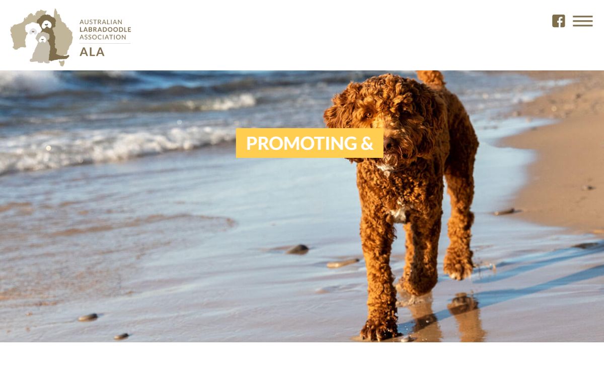 Australian Labradoodle Association | Find Ethical Breeders