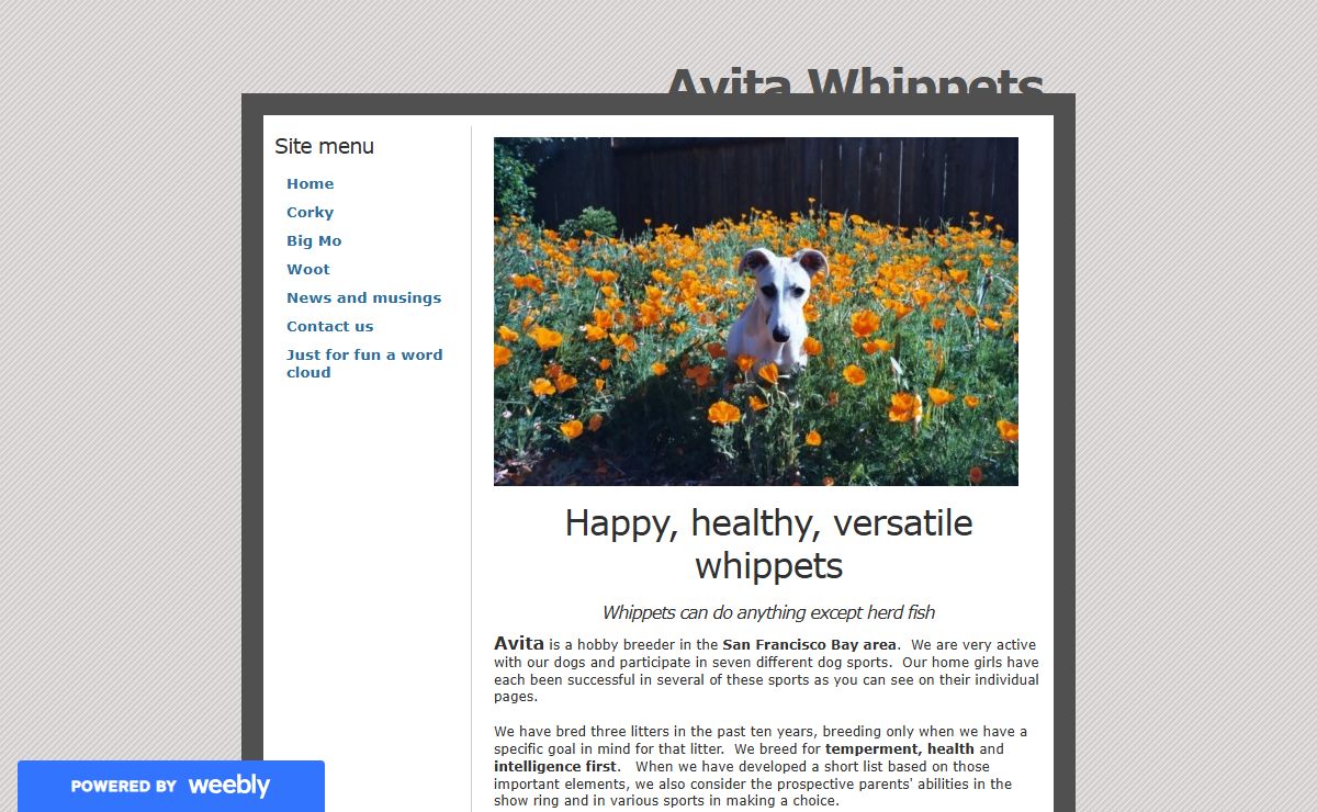 Avita Whippets - Home