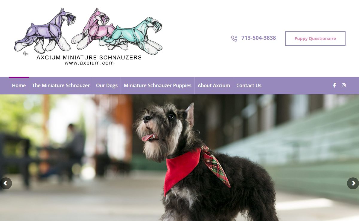 Axcium Miniature Schnauzers – Careful and limited high quality breeding of AKC Miniature Schnauzers