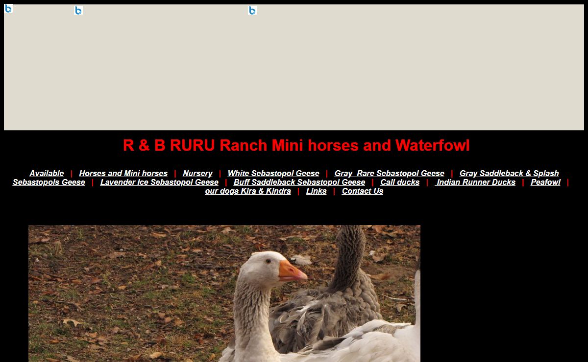 R & B RURU Ranch Mini horses