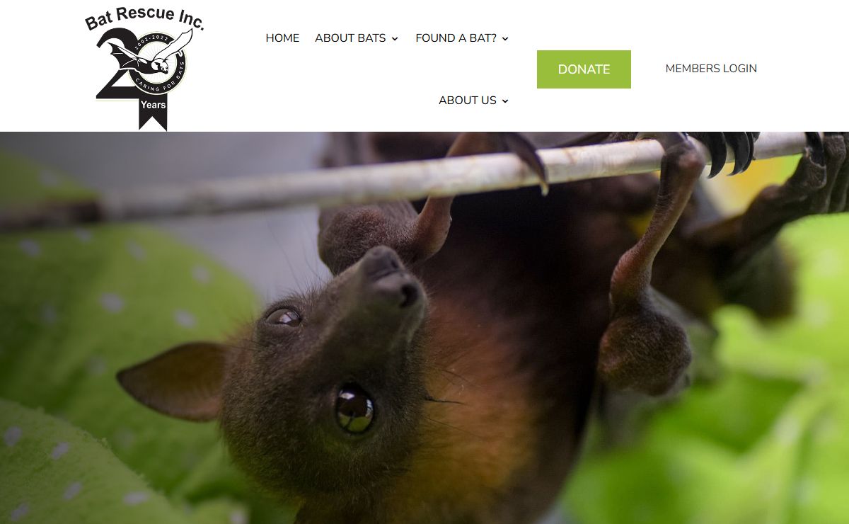 Home - Bat Rescue Inc