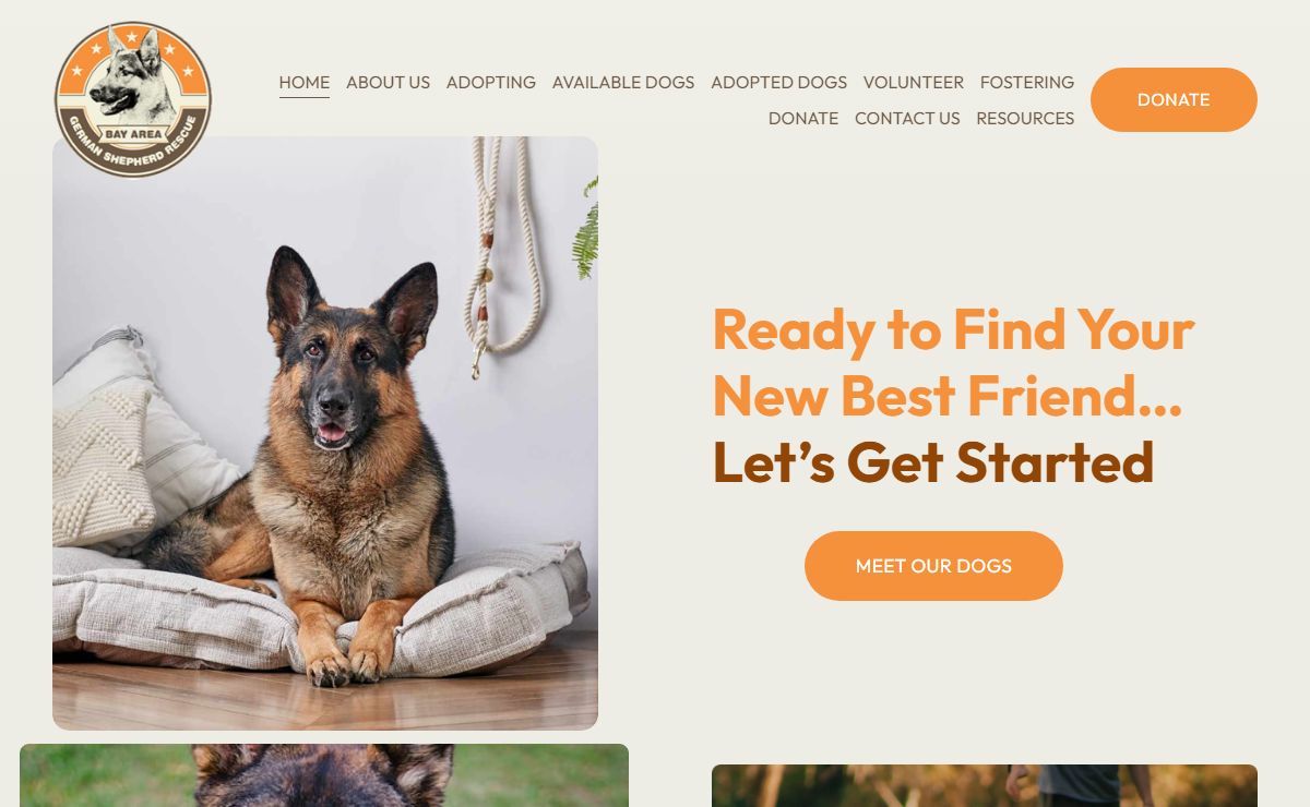 Adopt a Loving Furry Friend Today | Bay Area German Shepherd Rescue