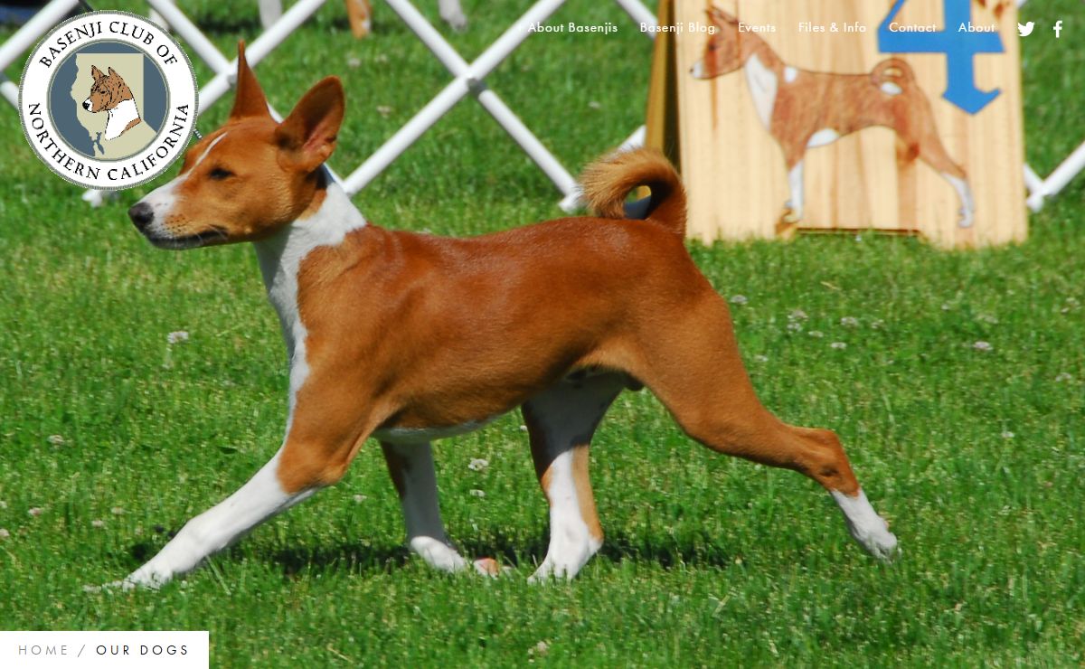Basenji Club of Northern California