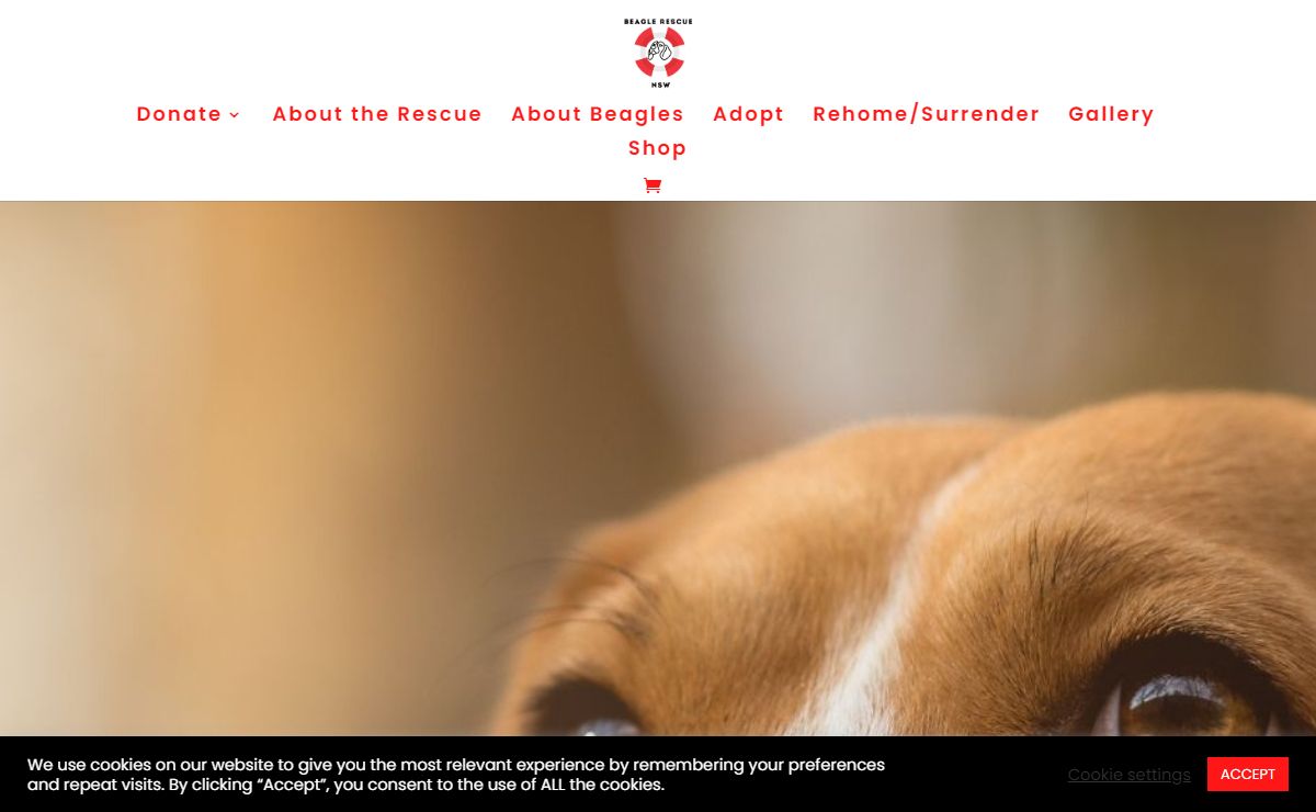 Welcome to Beagle Rescue NSW - Beagle Rescue NSW