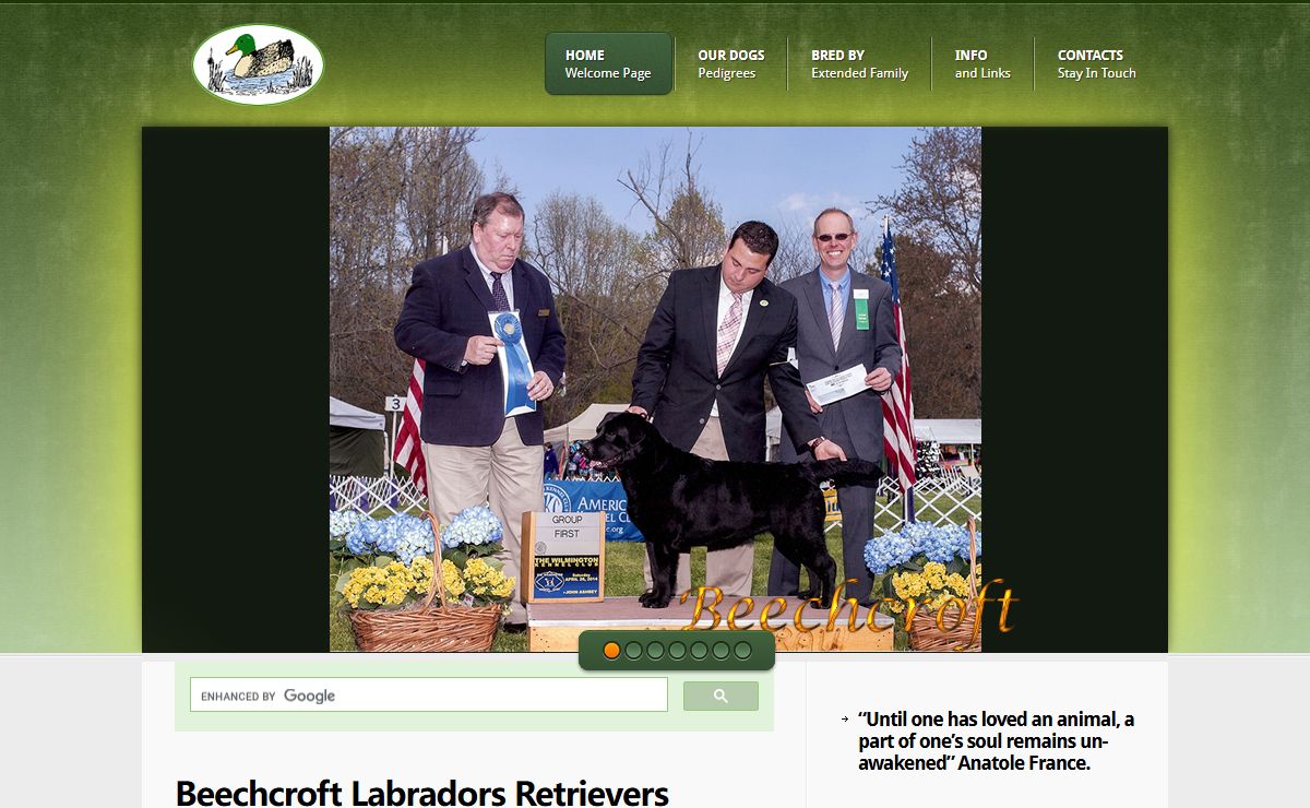 Beechcroft Labradors