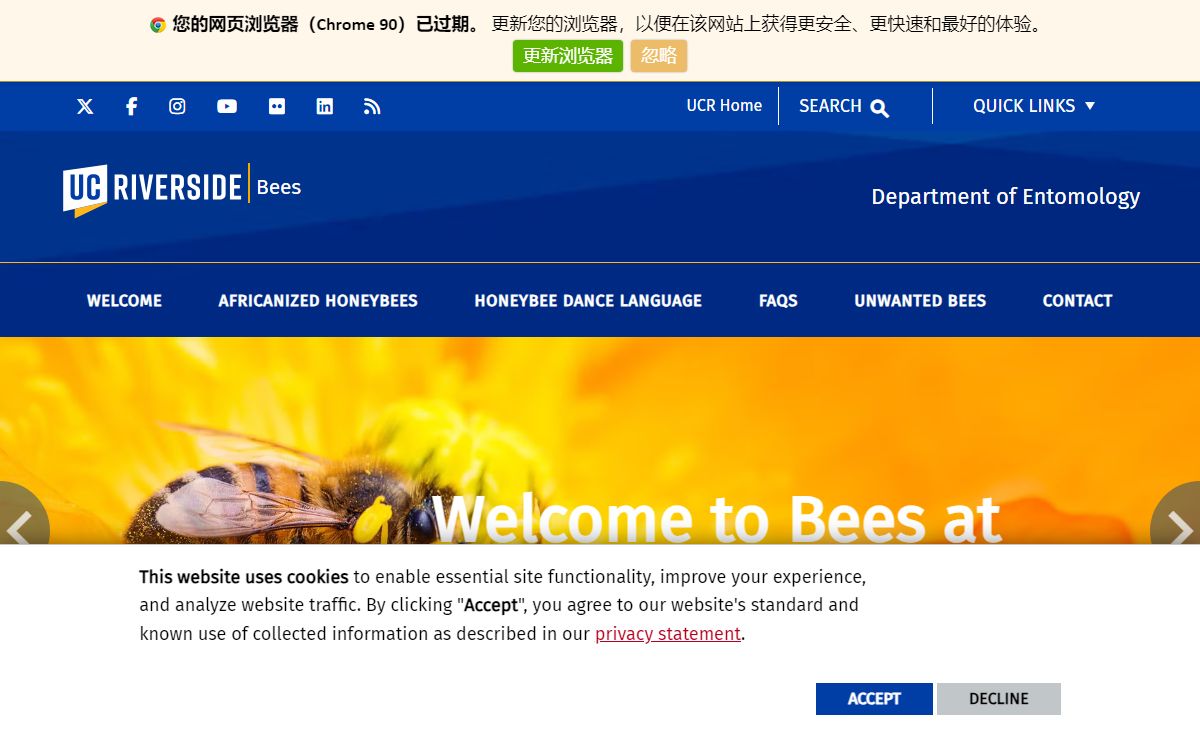 Bees | Department of Entomology