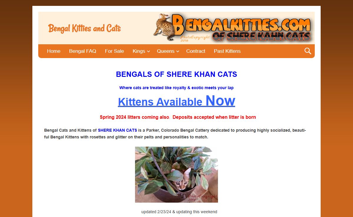 Bengal Kitties and Cats