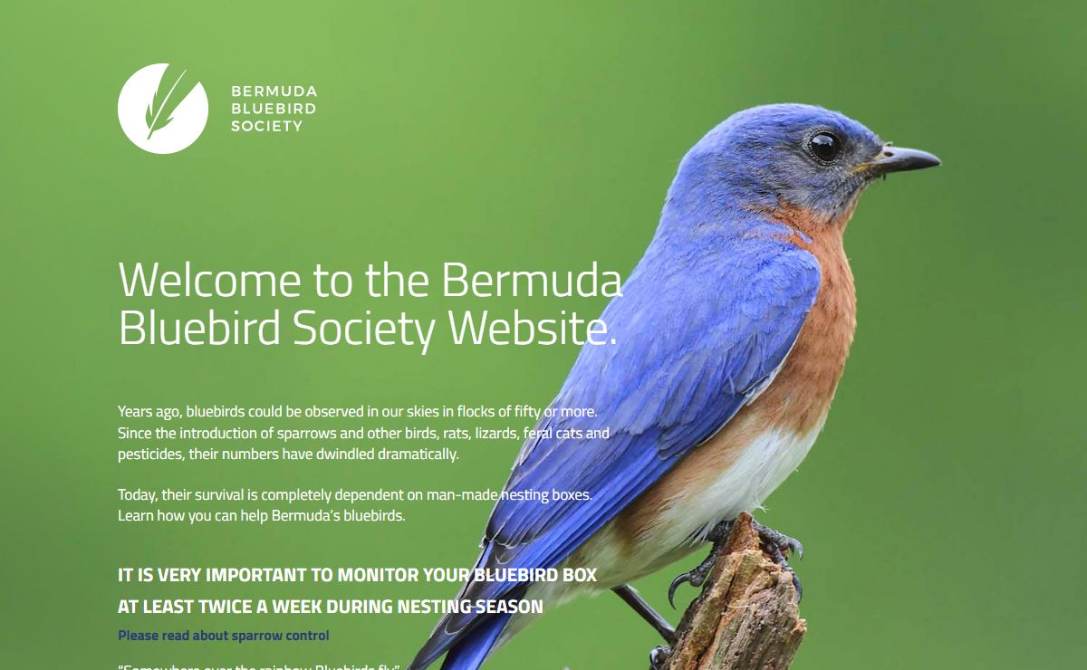 Homepage | Bermuda Bluebird Society