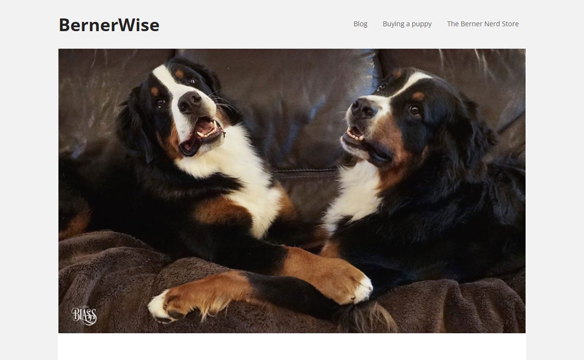 BernerWise.com - Home of Bernese Mountain Dog Lovers