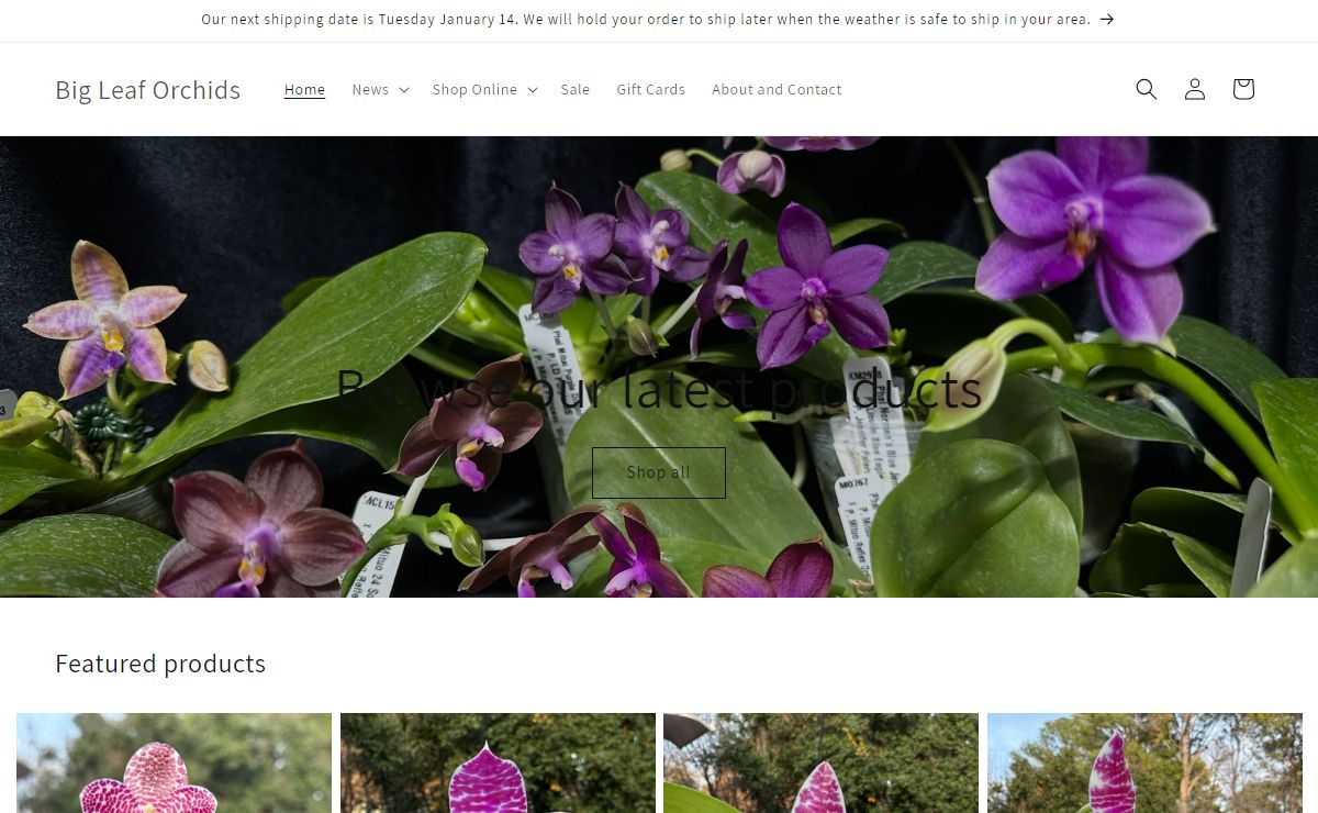Big Leaf Orchids