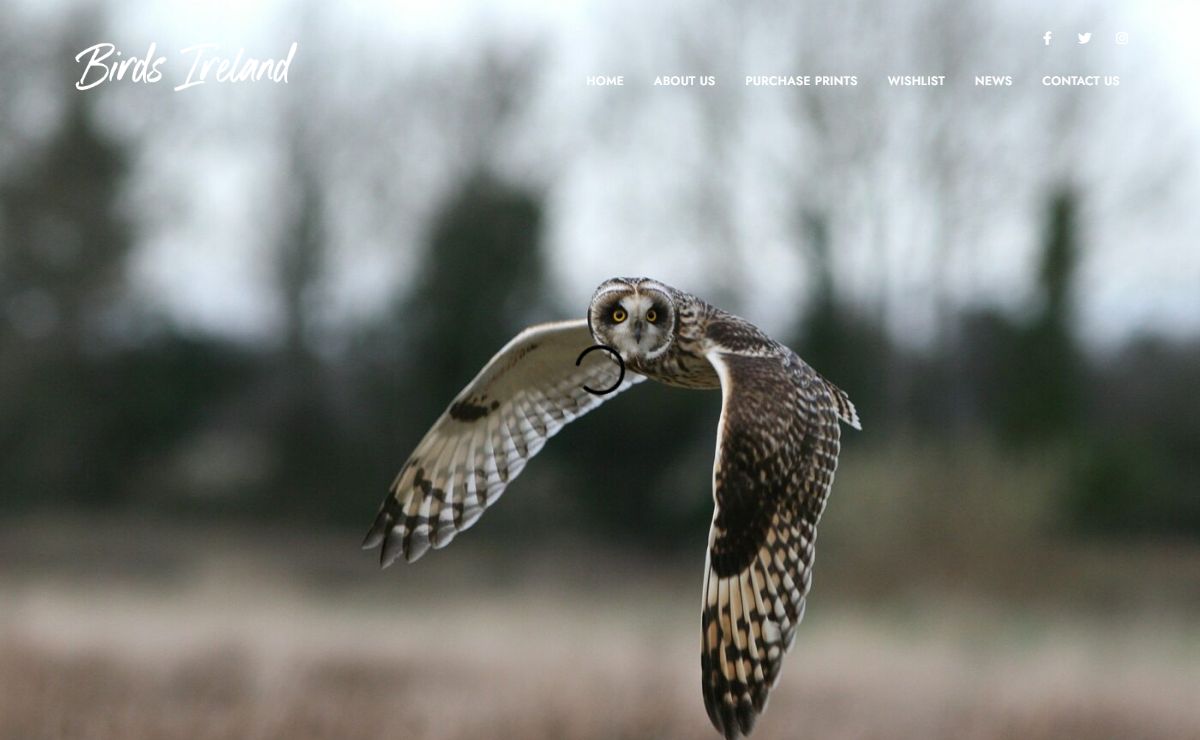 Birds Ireland Photography - Limited edition photography prints from bird and wildlife expert, Eric Dempsey.