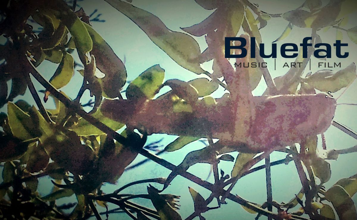Bluefat