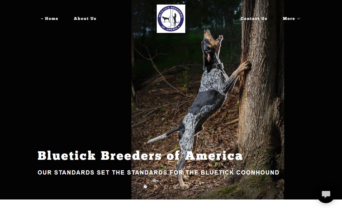 Bboa - Blueticks, Bluetick Coonhounds, Blueticks, Coonhounds