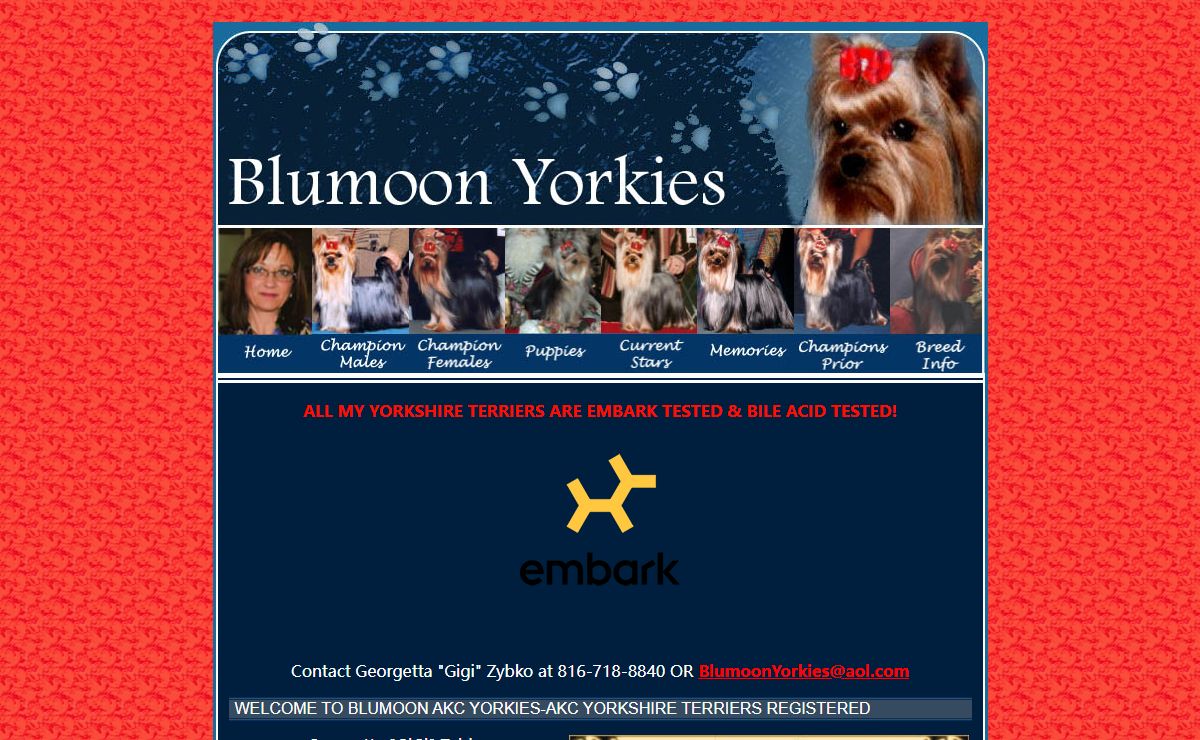 Yorkies Breeders Blumoon Yorkies AKC Yorkie puppies AKC Yorkshire Terriers Kansas Missouri
