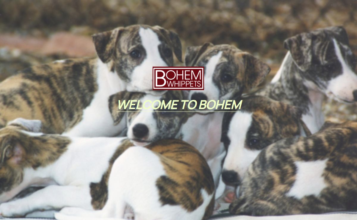 Bohem Whippets