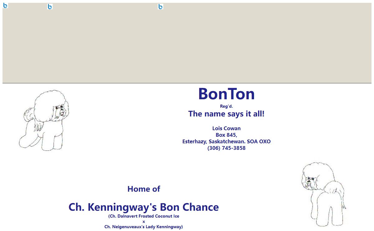 BonTon, Reg'd. Bichon Frise
