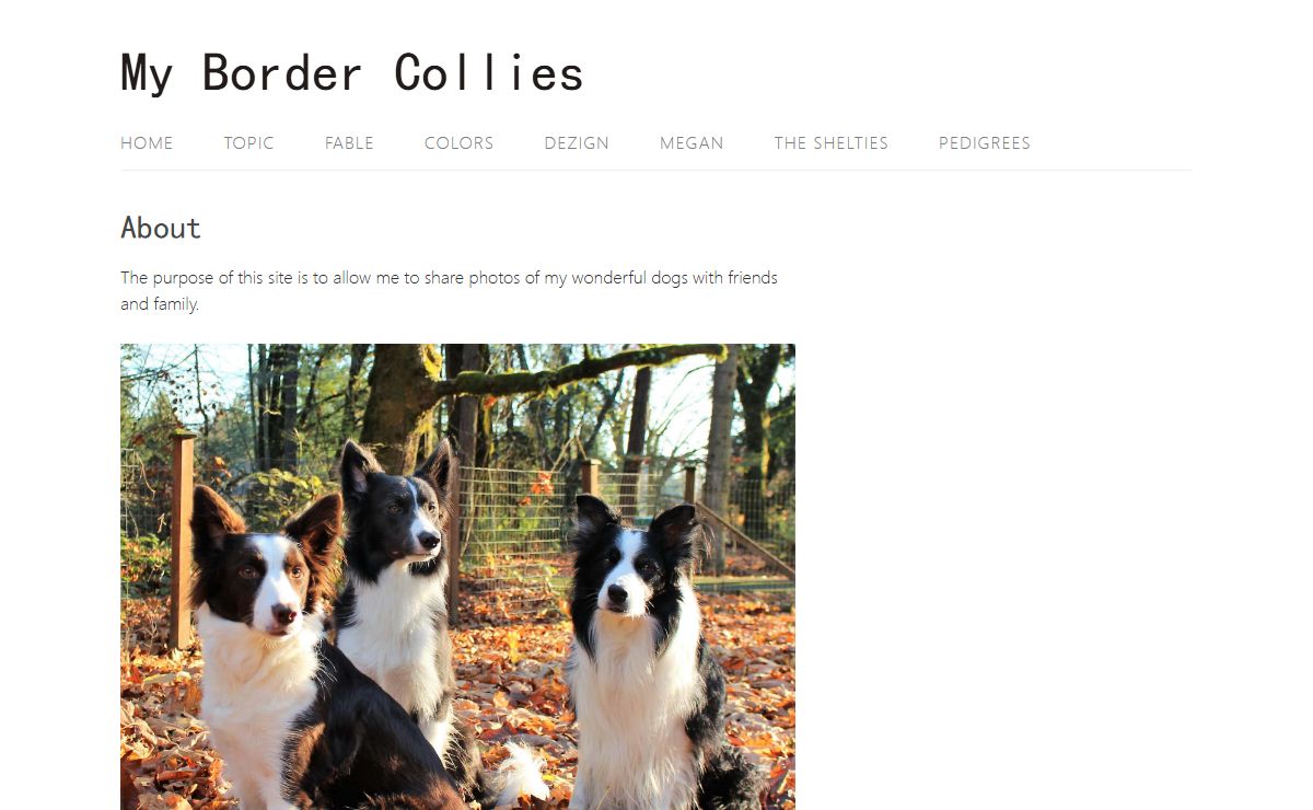 My Border Collies