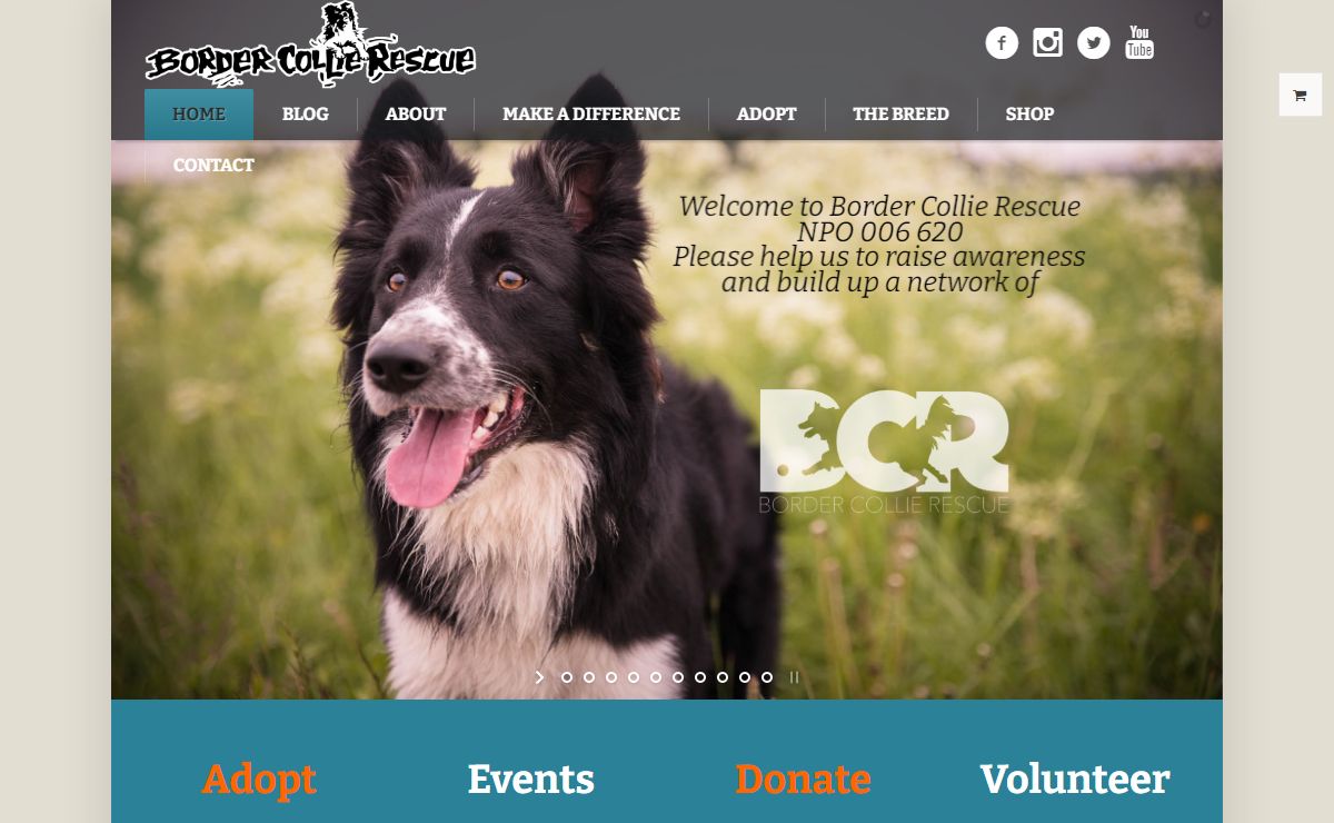 Home - Border Collie Rescue