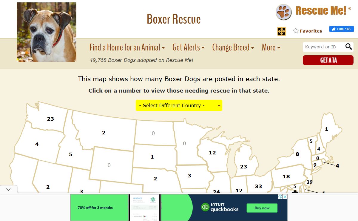 ― Boxer Rescue ― ADOPTIONS