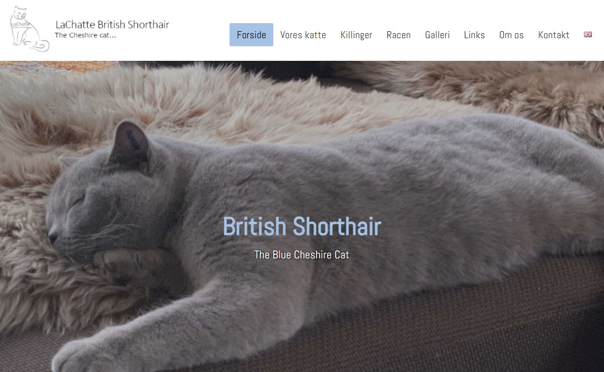 British Shorthair - flotte racekatte, se vores killinger