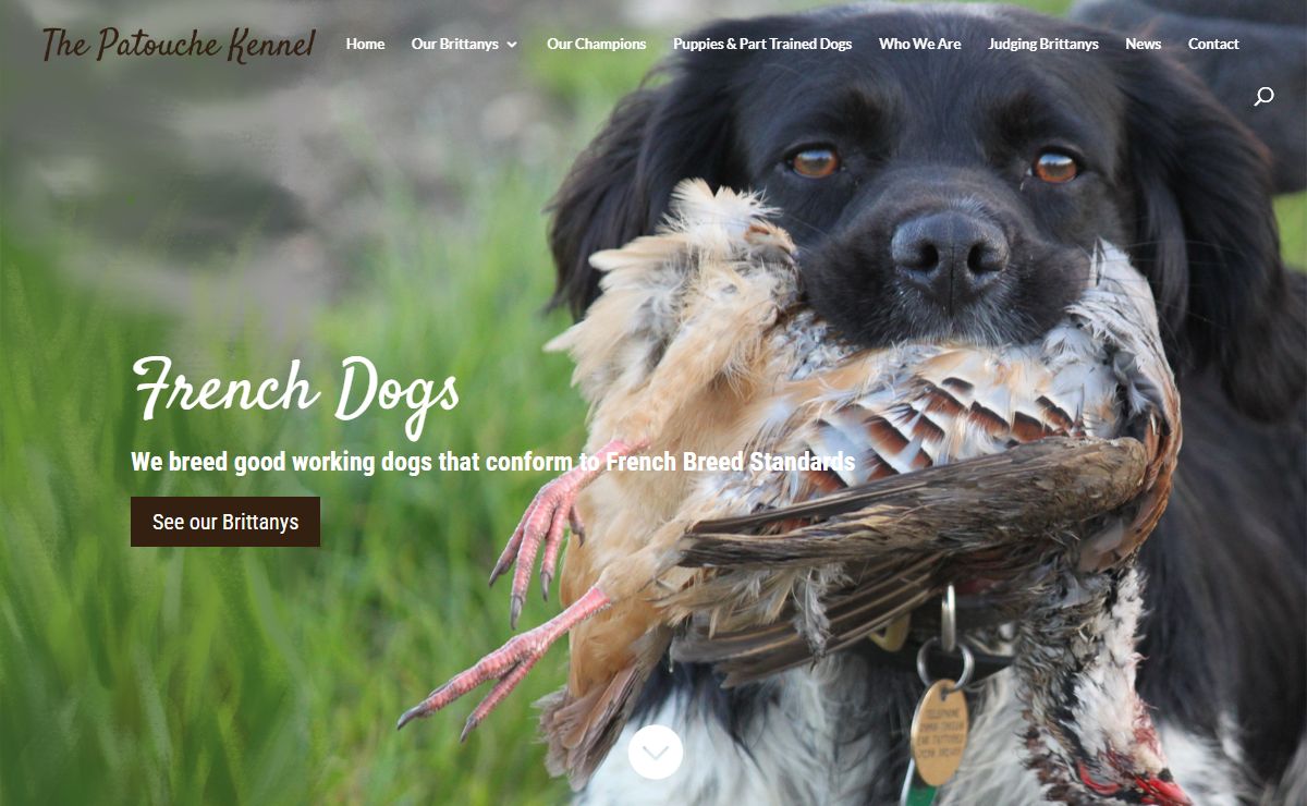 Patouche Brittanys | French Stud Dogs | Working Dogs | UK Bred