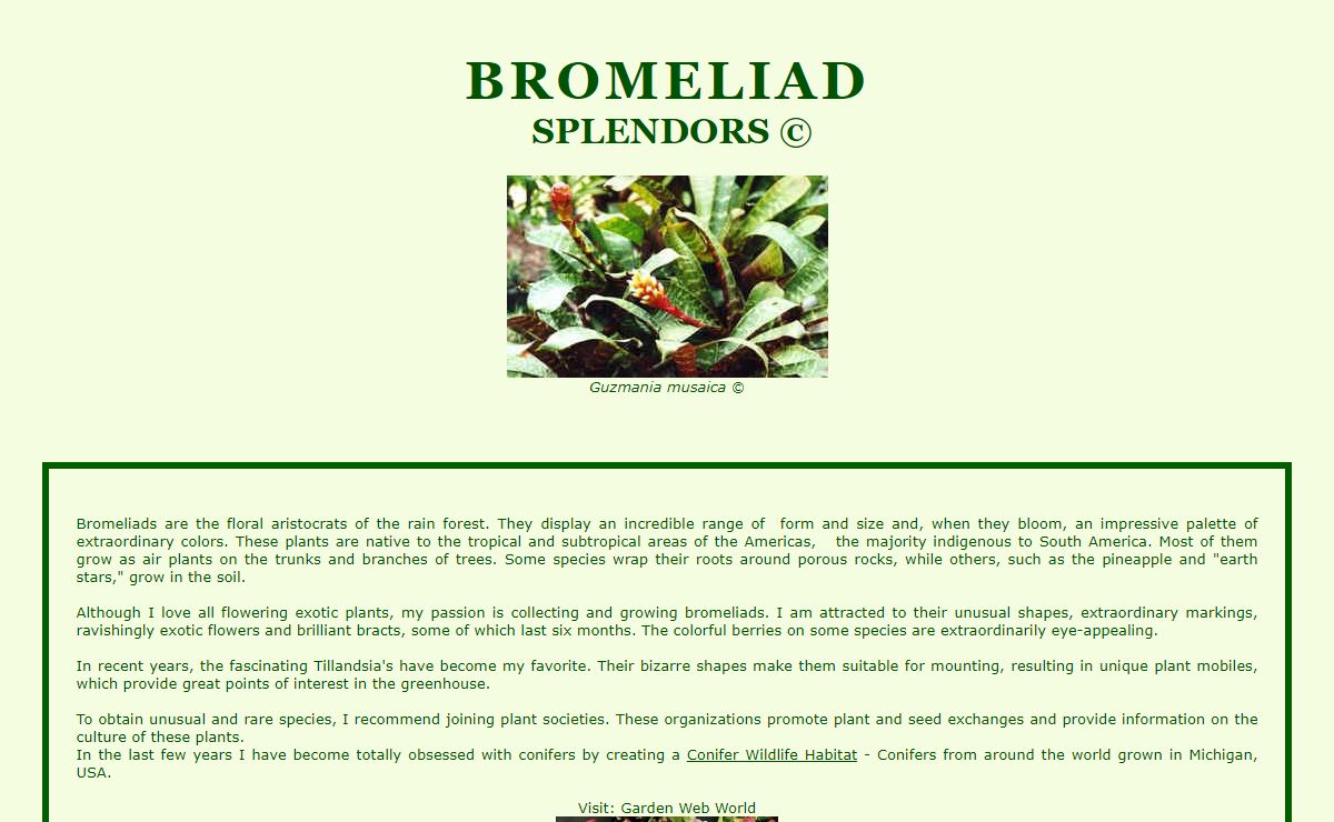 BROMELIAD SPLENDOR