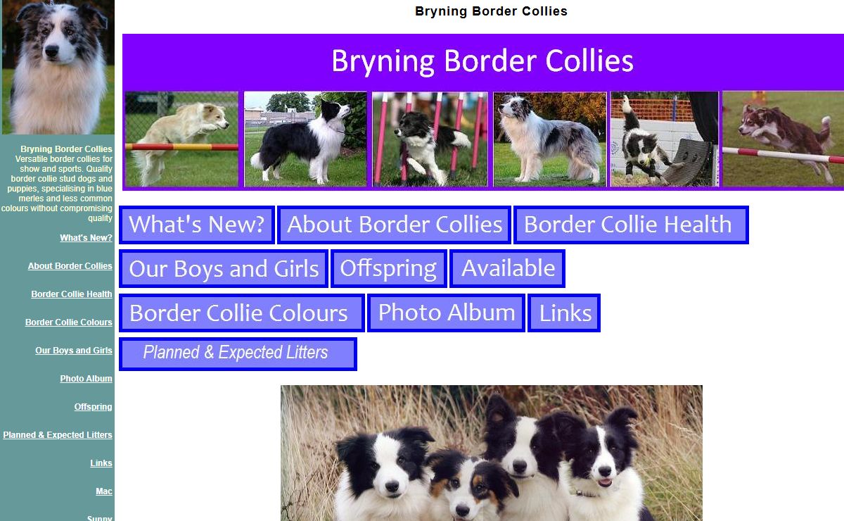 Bryning Border Collies