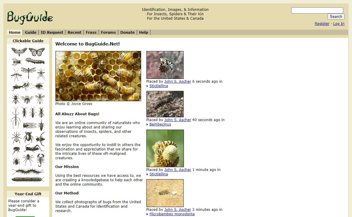 Welcome to BugGuide.Net! - BugGuide.Net