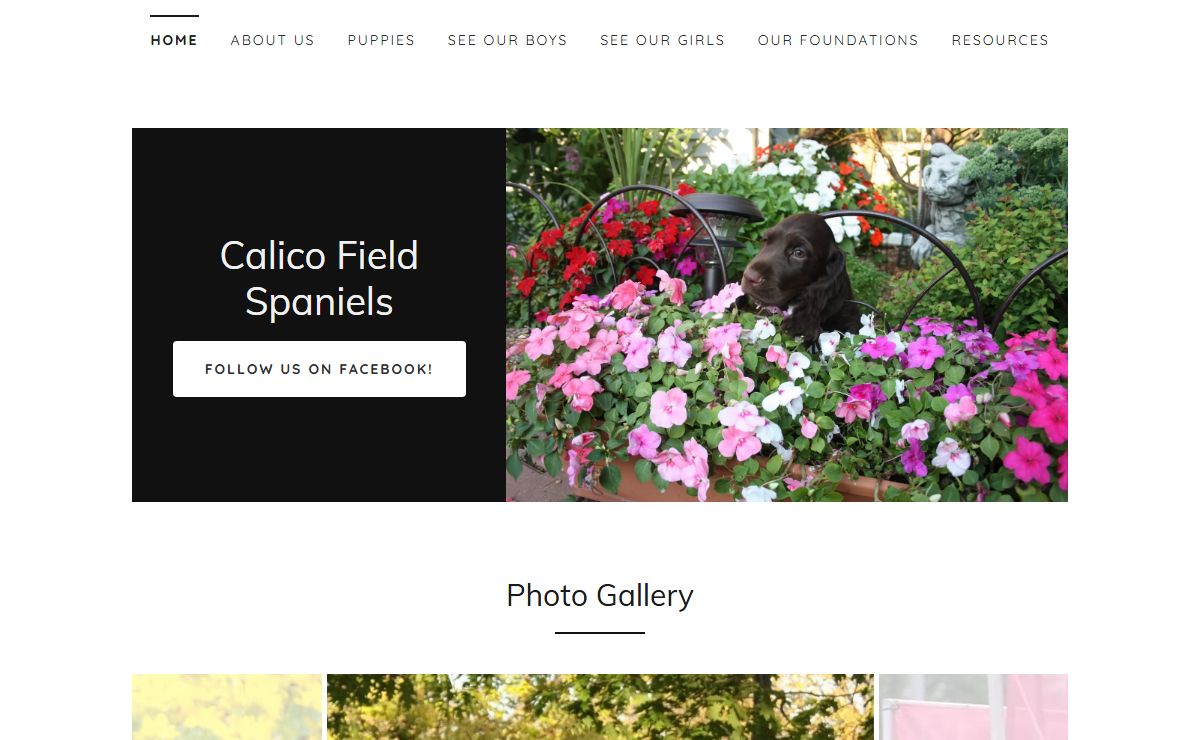Calico Field Spaniels - Field Spaniels, Field Spaniel Breeder