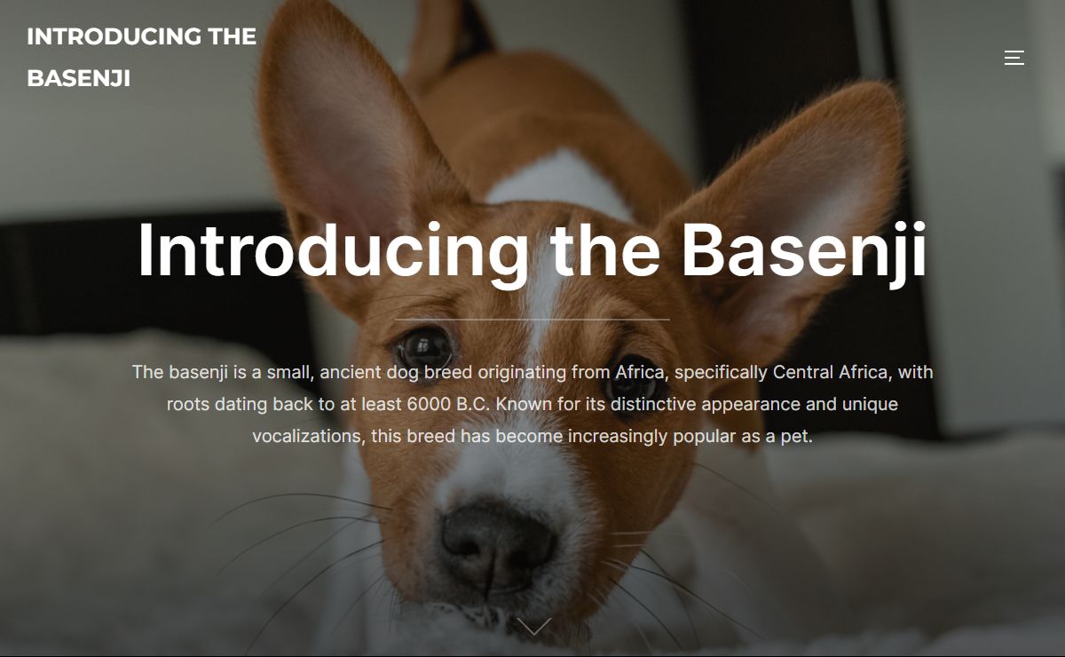 Introducing the Basenji - The basenji is a small, ancient dog breed originating from Africa, specifically Central Africa, with roots dating back to at least 6000 B.C. Known for its distinctive appearance and unique vocalizations, this breed has become increasingly popular as a pet.