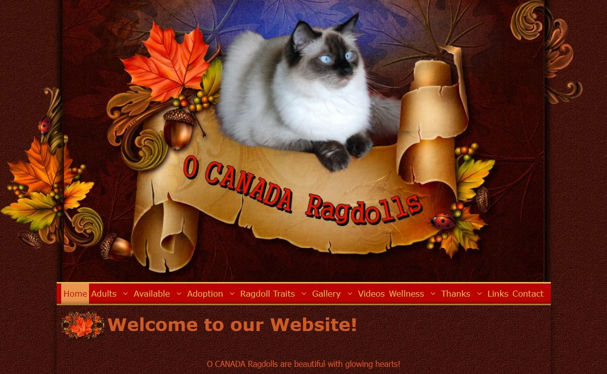 Ragdoll Cats, Ragdoll Kittens for Sale | O Canada Ragdolls Cinnamon Ragdolls Solid Ragdolls Mink Ragdolls Blue Eyed white ragdoll