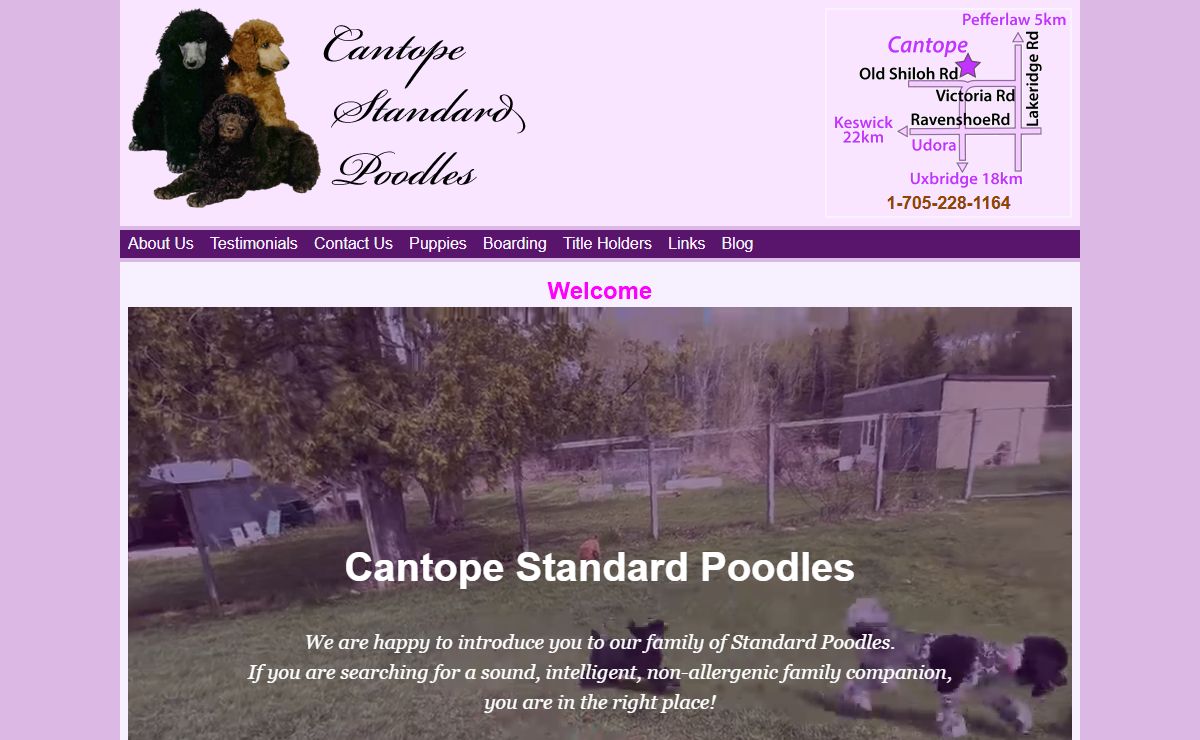 Standard Poodle Breeder | Boarding | Grooming | Udora ON near Toronto
