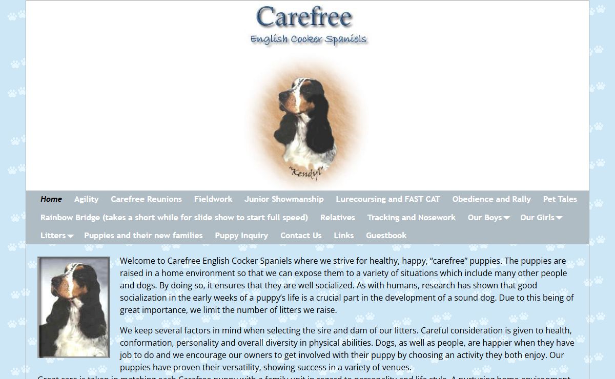 Carefree English Cocker Spaniels – English Cocker Spaniels, Wisconsin