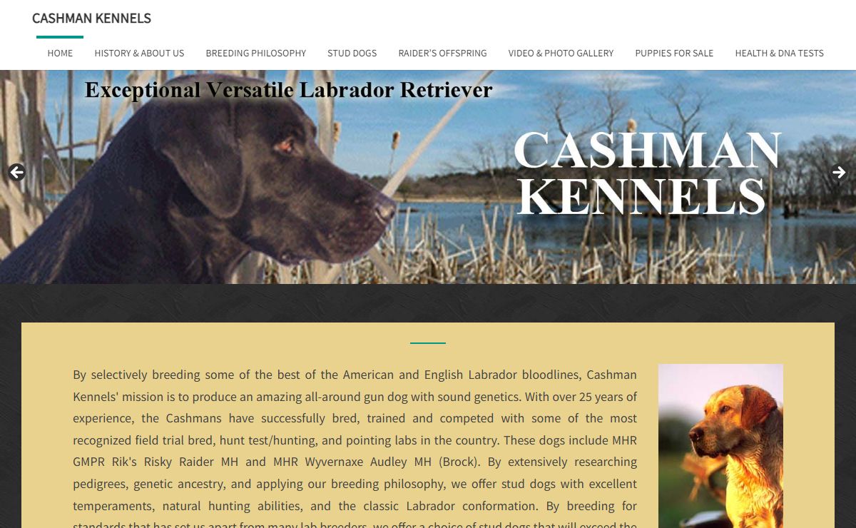 Labrador puppies for sale MN