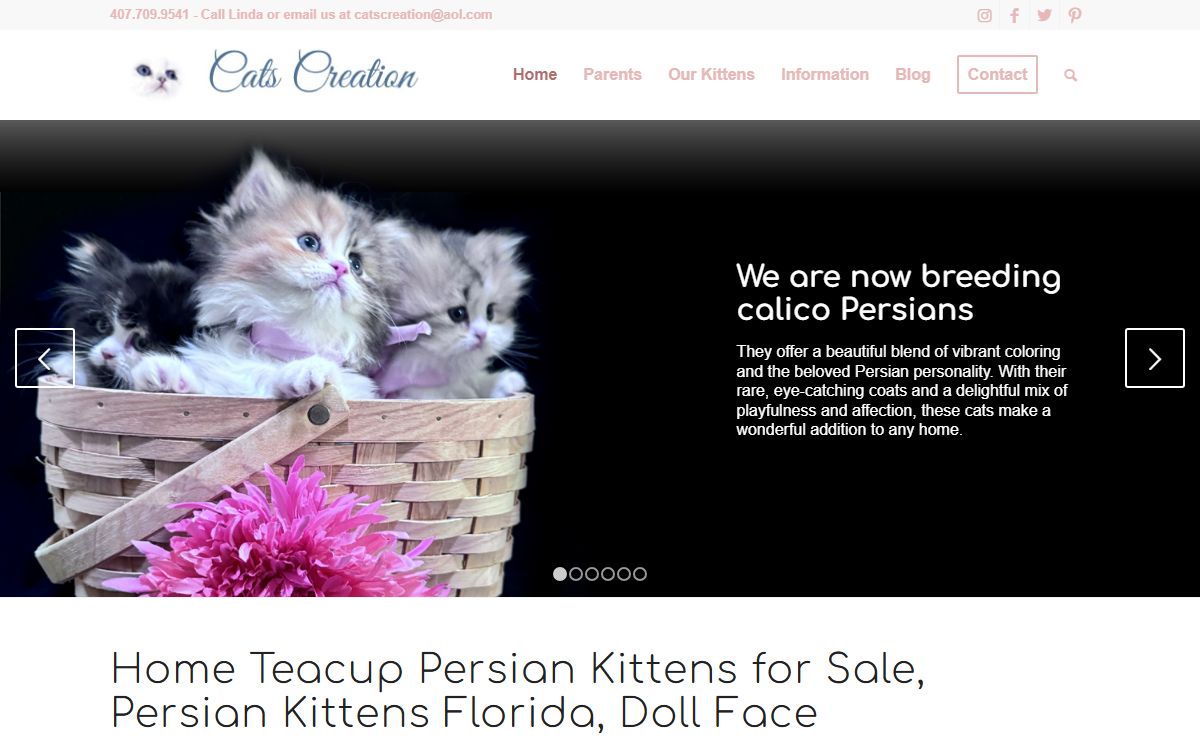 Teacup Persian Kittens for Sale, Persian Kittens Florida, Doll Face