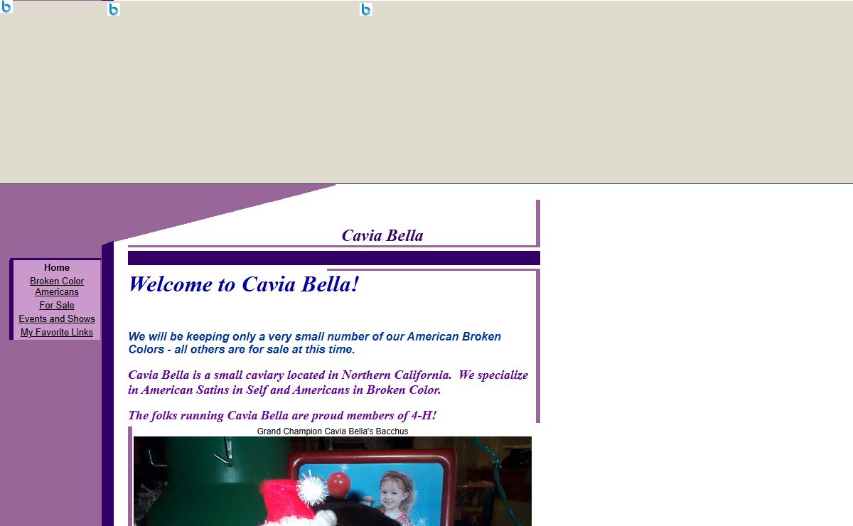 Cavia Bella