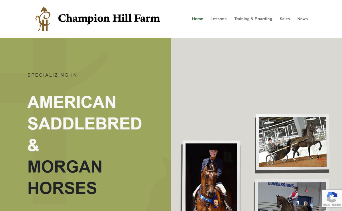 Champion Hill Farm – American Saddlebreds & Morgan Horses