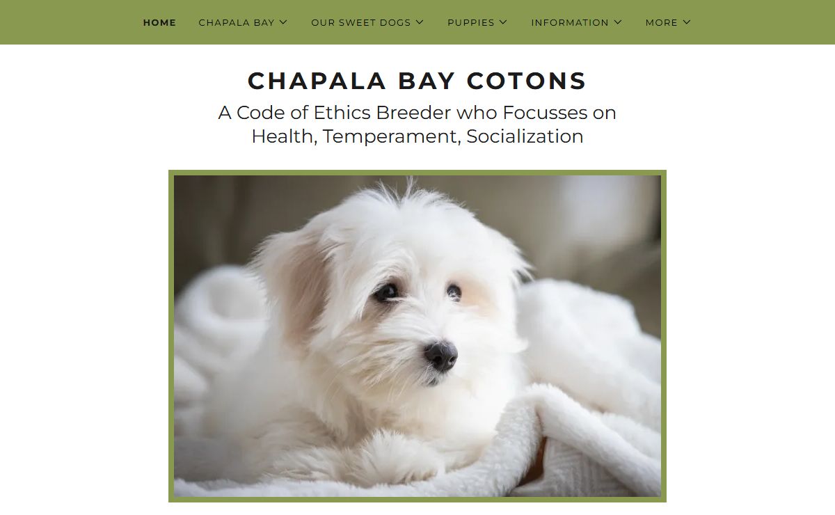 Chapala Bay Cotons