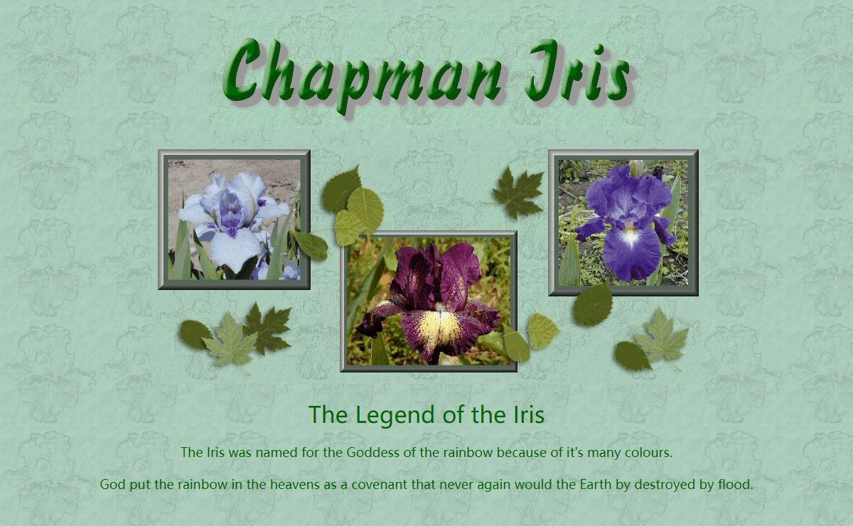 Chapman Iris