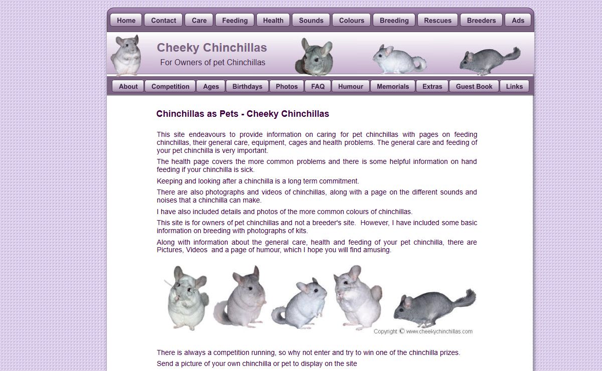 Cheeky Chinchillas - Chinchillas as Pets