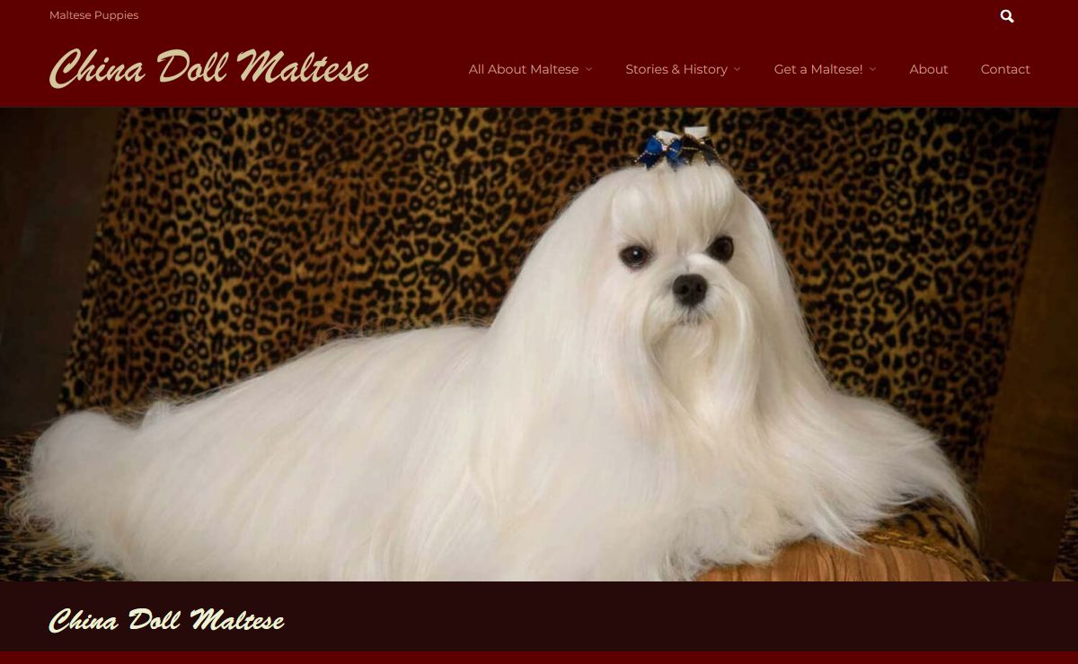 Maltese Breeders | China Doll Maltese | Glendale, AZ
